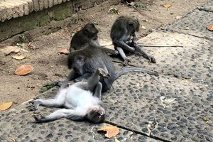 Bali, za družine - 8546.jpg