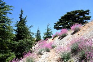 Libanon - 8603.jpg