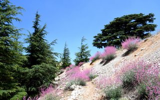 Libanon - 8603.jpg