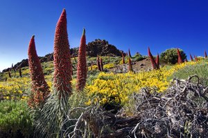 Kanarski otoki: Tenerife in La Gomera - 8736.jpg