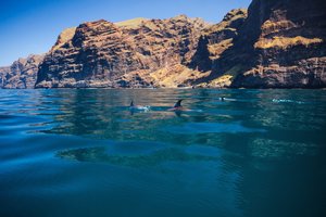 Kanarski otoki: Tenerife in La Gomera - 8741.jpg