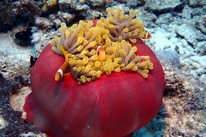 Maldivi potapljanje, Baa atol - 8818.JPG