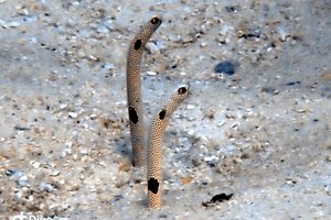 Maldivi potapljanje, Baa atol - 8819.JPG