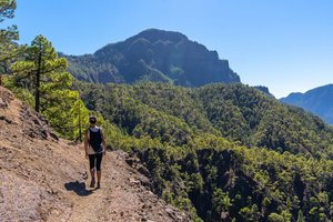 Nacionalni park La Caldera de Taburiente, kanarski borovci