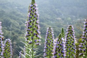 Unikatna flora La Palme