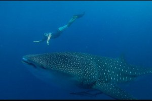 Maldivi otok Thoddoo - 8992.jpg
