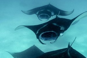 Maldivi otoka Mathiveri in Feridhoo - 9158.JPG