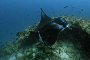Maldivi otoka Mathiveri in Feridhoo - 9172.JPG