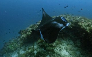 Maldivi otoka Mathiveri in Feridhoo - 9172.JPG