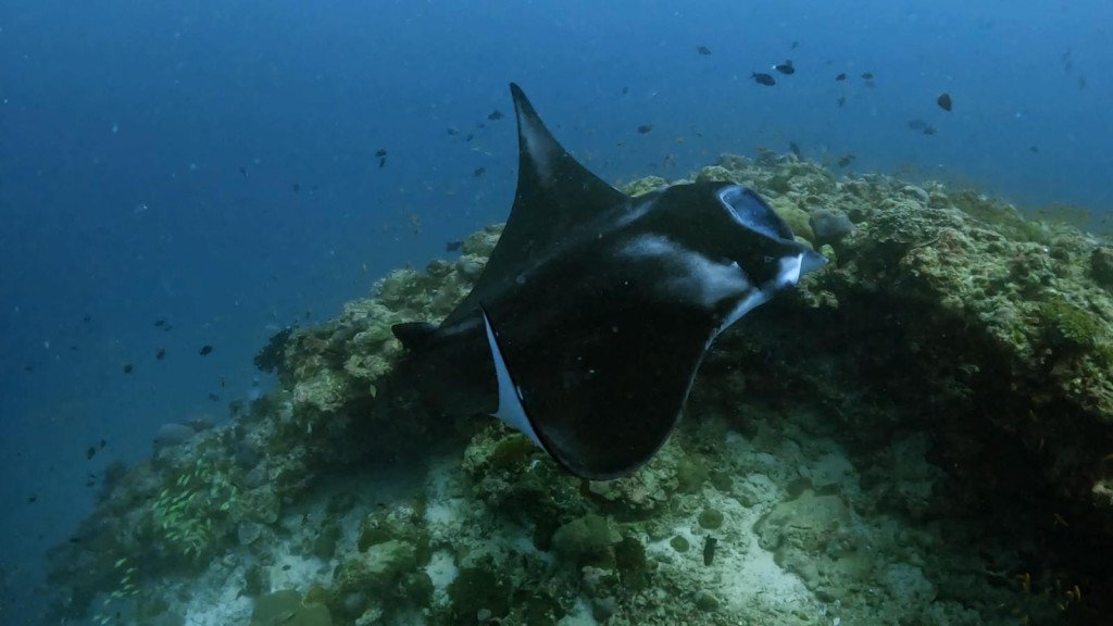 Maldivi otoka Mathiveri in Feridhoo - 9172.JPG