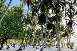 Maldivi otoka Mathiveri in Feridhoo - 9178.jpg