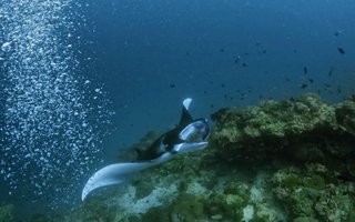 Maldivi potapljaški safari - 9183.JPG
