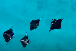 Maldivi otok Ukulhas - 9333.png