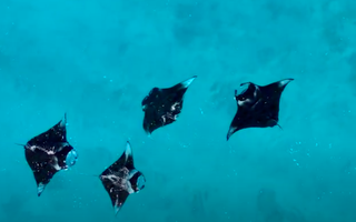 Maldivi otok Ukulhas - 9333.png