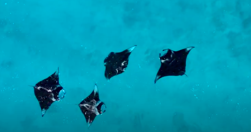 Maldivi otok Ukulhas - 9333.png