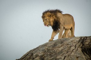 TanzanijaL: lov s Hadzabami, trek z Masaji, safari in Zanzibar - 9937.jpg